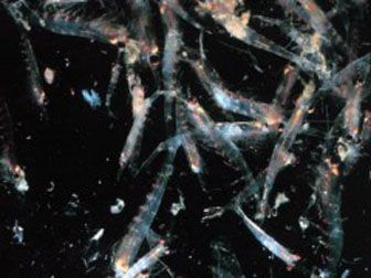 Extracto de krill, un nuevo ingrediente